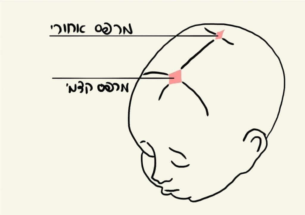 מרפס - כל מה שרציתם לדעת - דוקטור אפי