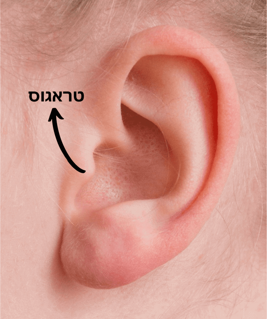 טראגוס