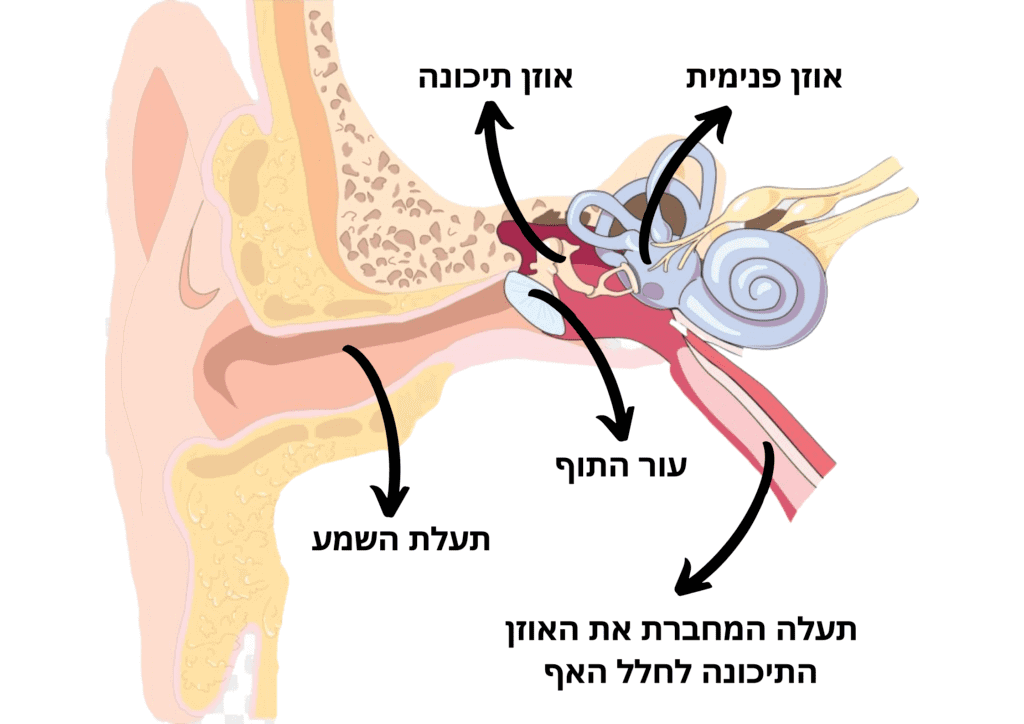 מבנה האוזן עם ביאור