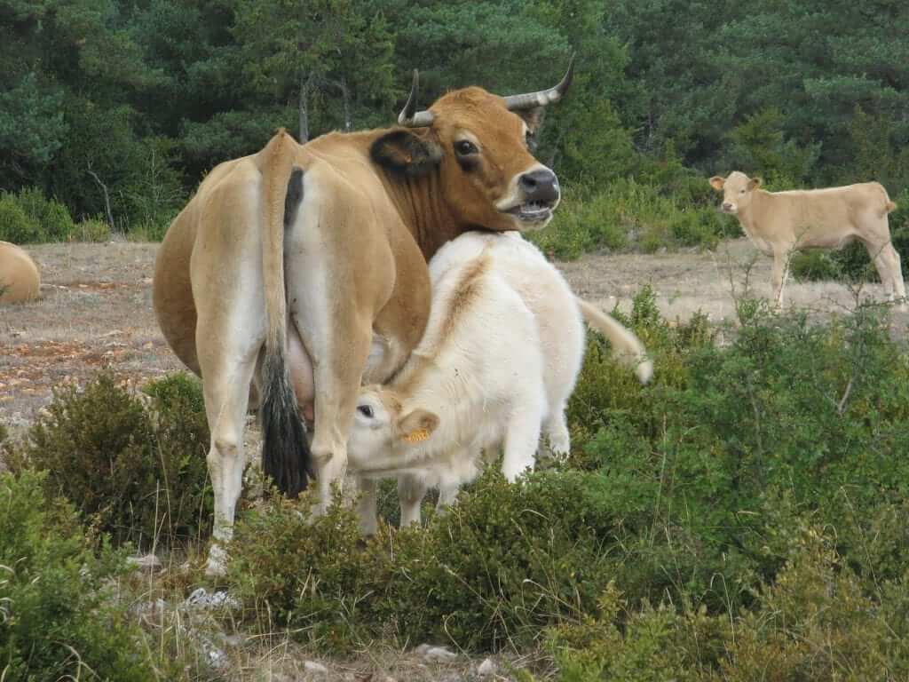 רגישות לחלבון חלב פרה בתינוקות יונקים