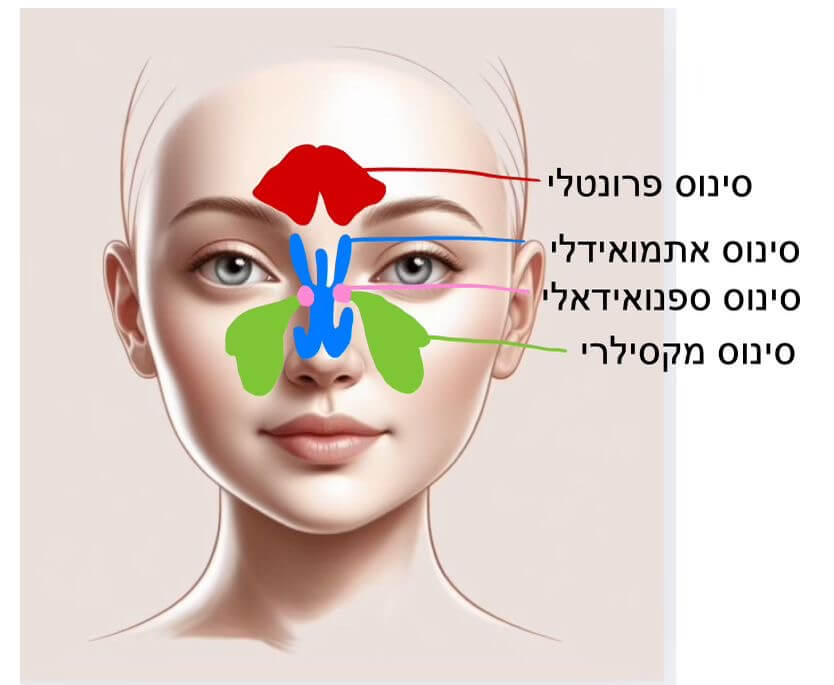 המדריך המלא לסינוסיטיס בילדים (ומבוגרים)